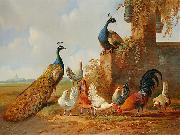 Albertus Verhoesen: Peacocks and chickens, unknow artist